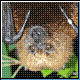 Bild: Dana LeBlanc, Lubee Bat Center, Gainesville, Florida