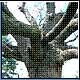 Bild: Champion Tree Project