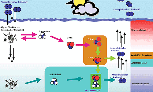 Grafik: Max-Planck-Institut f?r marine Mikrobiologie