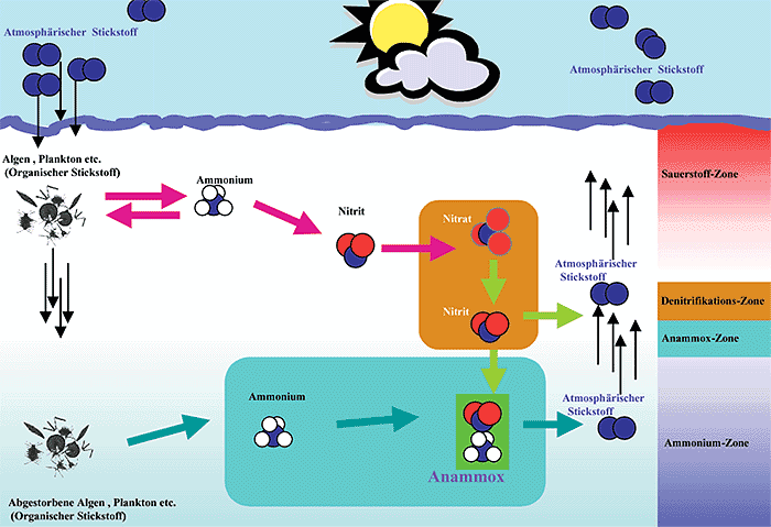 Grafik: Max-Planck-Institut f¿r marine Mikrobiologie