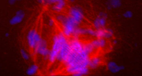 Bild: Science