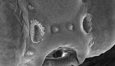 Bild: Max-Planck-Institut fuer Entwicklungsbiologie