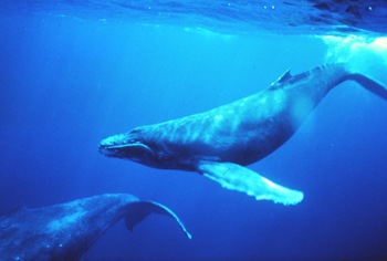 Bild: NOAA