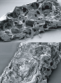 Bild: PNAS
