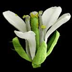 Bild: Max-Planck-Institut fuer Entwicklungsbiologie 