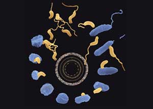 Bild: Max-Planck-Institut für Entwicklungsbiologie/Rendulic, Berger und Schuster