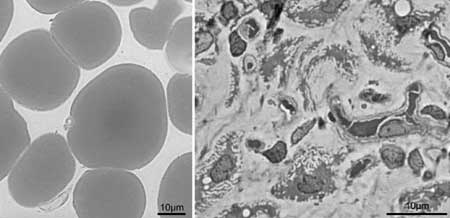 Bild: PNAS
