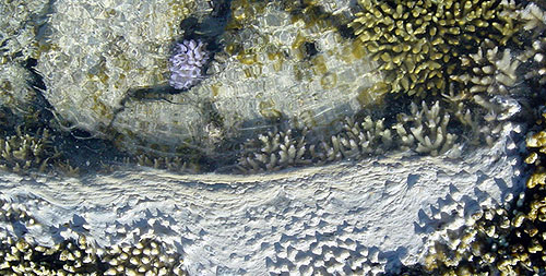 Bild: Max-Planck-Institut für marine Mikrobiologie