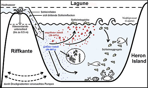 Bild: Max-Planck-Institut für marine Mikrobiologie