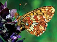 Bild: © Robert Thompson/Butterfly Conservation