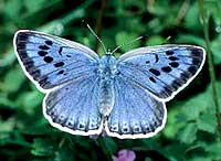 Bild: © Martin Warren/Butterfly Conservation