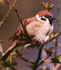 Bild: © Tommy Holden/BTO