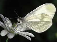 Bild: © Martin Warren/Butterfly Conservation