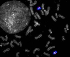 Bild: Max-Planck-Institut für molekulare Genetik