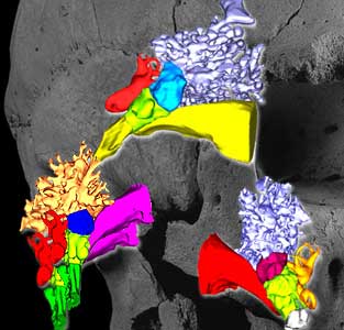 Bild: PNAS