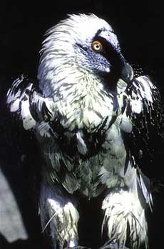 Bild: APA/WWF