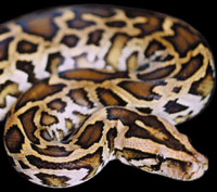 Bild: Bryan Rourke, Department of Biological Sciences, California State University Long Beach