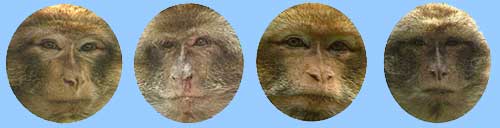 Bild: PNAS