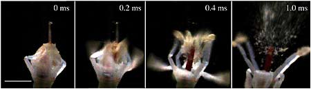 Bild: D. Whitaker, M. Laskowski, A. Acosta, J. Edwards/Nature