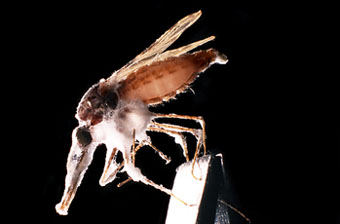 Bild: Hugh Sturrock/Science
