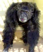 Bild: Yerkes National Primate Research Center