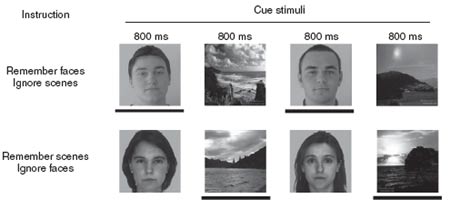 Bild: Gazzaley et al./Nature Neuroscience