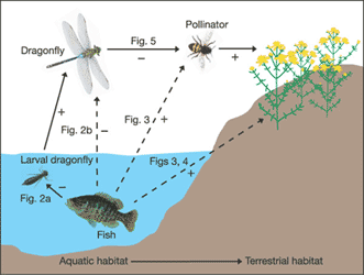 Bild: Tiffany M. Knight et al./Nature