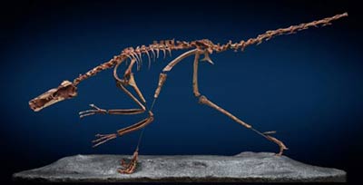 Bild: Peter Makovicky, The Field Museum