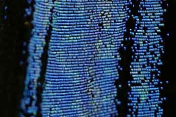 Bild: Science/Peter Vukusic 