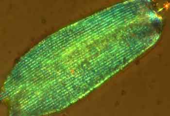 Bild: Science/Peter Vukusic 