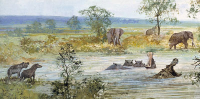 Bild: Harry Taylor, Natural History Museum
