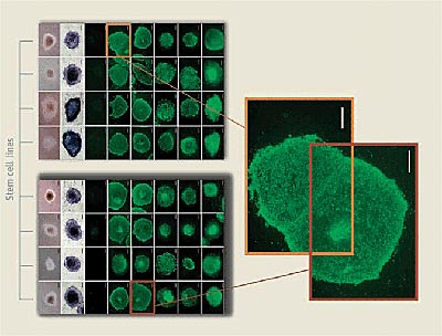 Bild: K. Buckheit/Science