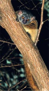 Bild: Nicole Andriaholinirina et al./BMC Evolutionary Biology