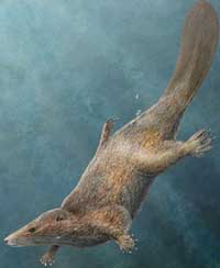 Bild: Mark A. Klinger/CMNH / Science