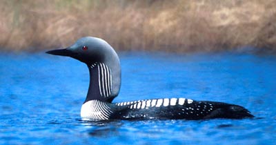 Bild: US Fish & Wildlife Service