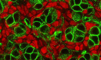 Bild: Annemiek Beverdam/Science