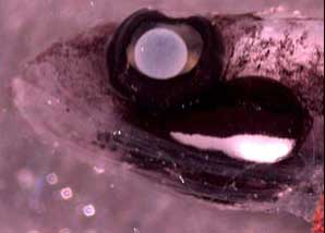 Bild: Tracey Sutton, Harbor Branch Oceanographic Institution