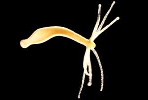 Bild: Timm Nüchtern, Current Biology