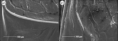 Bild: M. Zuk et al., Biology Letters