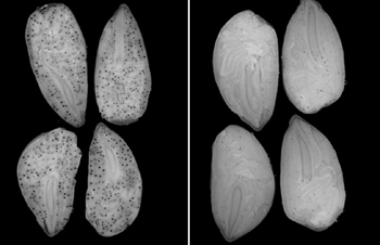 Bild: Keerti Rathore / PNAS