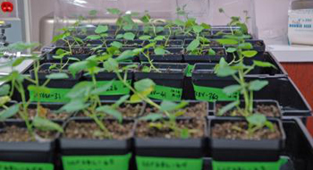 Bild: Kathleen Phillips, Texas Agricultural Experiment Station