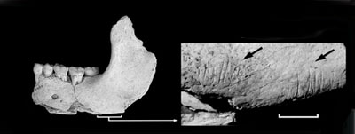 Bild: PNAS