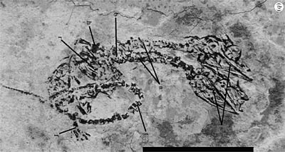 BIld: Eric Buffetaut et al./Biology Letters