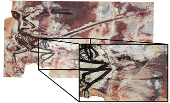 Bild: Chatterjee/Templin/PNAS