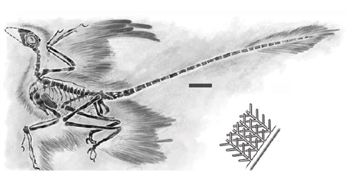 Bild: Chatterjee/Templin/PNAS