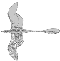 Bild: Chatterjee/Templin/PNAS