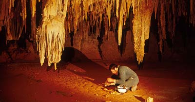 Bild: Clay Bryce, Western Australian Museum.