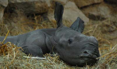 Bild: Béla Szandelszky, Zoo Budapest 