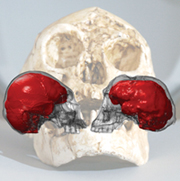 Bild: Dean Falk et al./PNAS