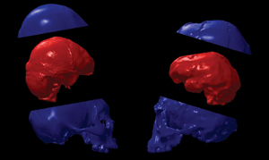 Bild: Dean Falk et al./PNAS
